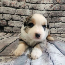 Fester - Blue merle male Miniature Australian Shepherd puppy in Macomb, Missouri from Faunus Farms and Aussies
