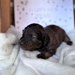 Sir George - Brindle male Dachshund puppy in Mc Alester, Oklahoma from A Anchor Farm