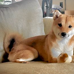 Hikaru - Shiba Inu