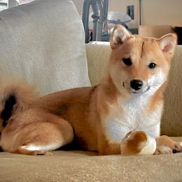 Hikaru - Shiba Inu