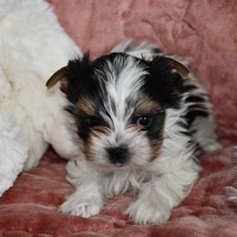 Biewer Terrier Puppies from Little Gems Biewer Terriers