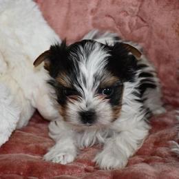 Biewer Terrier Puppies from Little Gems Biewer Terriers