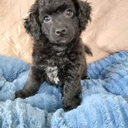 Eli - Black male Havapoo puppy in Blanch, North Carolina from Faithful Hearts Kennel