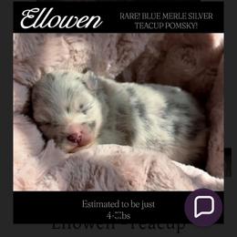 Ellowen - Merle female Pomsky puppy in Perkins, Oklahoma from A-Dream Pomsky Kennel