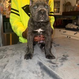 Trouble - Gray brindle male Cane Corso puppy in Waxahachie, Texas from A&M Kennels