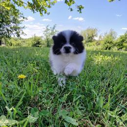 Raya - Black parti female Pomeranian puppy in Ada, Oklahoma from Once Upon A Fluff