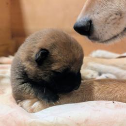 Iris - Red female Shiba Inu puppy in Jasper, New York from Cornerpost Shiba Inus