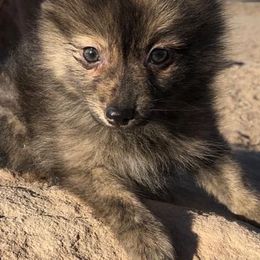 Pomeranians from Pinn Ponn Pomeranians