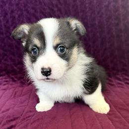 DONATELLO (DONNIE) - Black and tan male Pembroke Welsh Corgi puppy in Drain, Oregon from Sunnydale Corgis