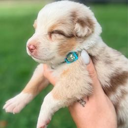 Birdie AKC - Red merle female Australian Shepherd puppy in Polk City, Florida from Skaky Shepherds