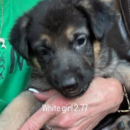 Girl 3 - Bi-color female German Shepherd puppy in Germantown, Ohio from TNT Pups