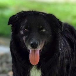 Teddy - Australian Shepherd