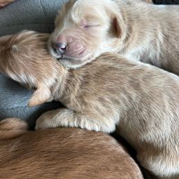 Goldendoodle puppies from Doodifuldoods