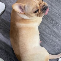 French Bulldogs from Carolina Velez's French Bulldogs