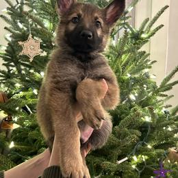 German Shepherd Puppies from Scenic City Shepherds