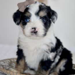 Dasher -MERLE - Blue merle male Bernedoodle puppy in Apple Creek, Ohio from Arlene Hershberger