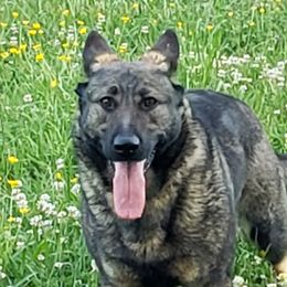 Hilde - German Shepherd