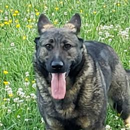 Hilde - German Shepherd