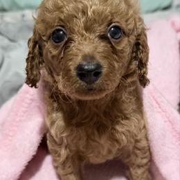 Lila - Apricot female Goldendoodle puppy in Centralia, Missouri from Oodles Of Doodles Mo.