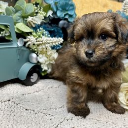 Havanese Puppies from Arabella Havanese