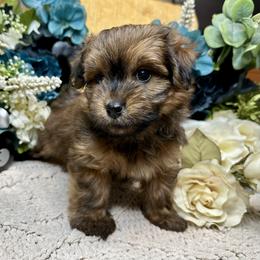Havanese Puppies from Arabella Havanese