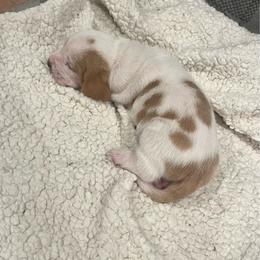 Second Little Boy - Lemon and white male Basset Hound puppy in Hurtsboro, Alabama from PARK’s Family Farm