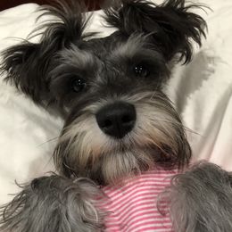 Margo - Miniature Schnauzer