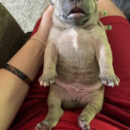American Bully Puppies from Manuia Kennels