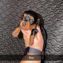 Boy 1 - Black and tan male Dachshund puppy in Liberty, Mississippi from Liberty Oaks Aussies and Dachshunds