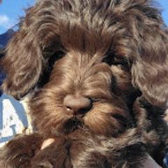Australian Cobberdog Puppies from Heartland Hills Australian Cobberdogs