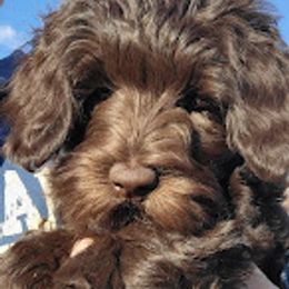 Australian Cobberdog Puppies from Heartland Hills Australian Cobberdogs