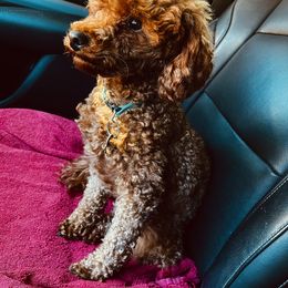 Goldendoodle Puppies from Labradoodleday