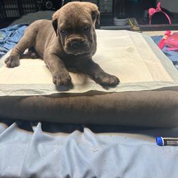 Xena - Gray female Cane Corso puppy in Fontana, California from ThinLine Cane Corso