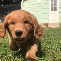 Golden Retriever Puppies from Mueller’s Furry Farm