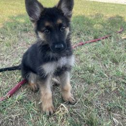 Gemini the Great - Black and tan female German Shepherd puppy in Joshua, Texas from American Viking GSD Ranch