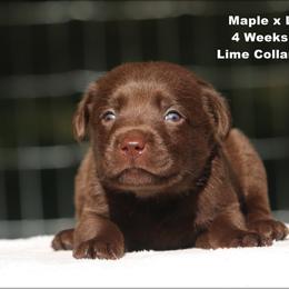 Lime - Chocolate male Labrador Retriever puppy in Huntington, Texas from Soggy Bottom Retrievers