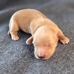 Bold as an Eagle - Cream male Dachshund puppy in Tucson, Arizona from Crowned Doxies