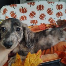 Baylor - Brindle female Dachshund puppy in Hudson, Michigan from Mittentail Kennel Miniature Dachshunds & Australian Shepherds
