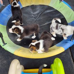 American Corgi Puppies from Wigglebutts American Corgis
