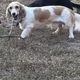 Judd - Dachshund