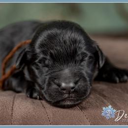 Olwen - Black male Goldendoodle puppy in Connersville, Indiana from Deaz Doodle Ranch