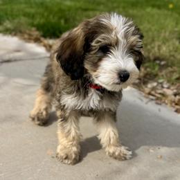 Wolfie - Tri-color male Bernedoodle puppy in Springville, Utah from Oodles of Bernedoodles