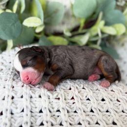 Vesta - Merle female Bernedoodle puppy in Spanish Fork, Utah from K Brand Doodles