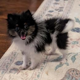 Sarah the Runt - Tri-colored female Pomeranian puppy in Danielsville, Georgia from PassionatePomPoms