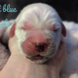 Golden Retriever Puppies from Heckmans English Cream Golden Retrievers