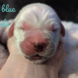 Golden Retriever Puppies from Heckmans English Cream Golden Retrievers