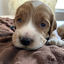 Cockapoo Puppies from ApplebyFarm