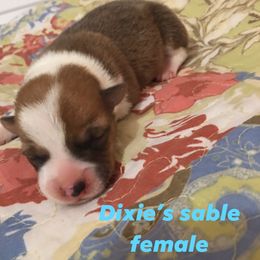 American Corgi and Pembroke Welsh Corgi Puppies from Gardner Corgis