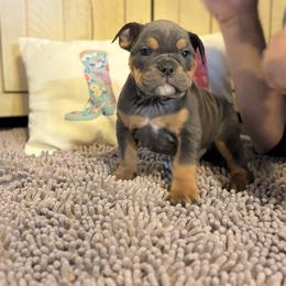 Aussiedoodle, Bulldog, Miniature Australian Shepherd, Poodle, and Toy Australian Shepherd Puppies from Mowry Creek Mini Aussiedoodles and More