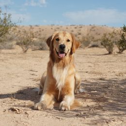 Hero - Golden Retriever